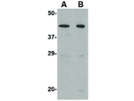 NPTX2 Antibody in Western Blot (WB)