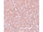 NSA1 Antibody in Immunohistochemistry (Paraffin) (IHC (P))