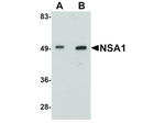 NSA1 Antibody in Western Blot (WB)