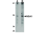 NSA1 Polyclonal Antibody