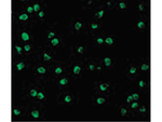 Nudel Antibody in Immunocytochemistry (ICC/IF)
