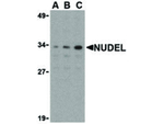 Nudel Antibody in Western Blot (WB)