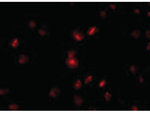 NUP107 Antibody in Immunocytochemistry (ICC/IF)