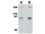NUP107 Antibody in Western Blot (WB)