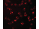 NUP107 Antibody in Immunocytochemistry (ICC/IF)