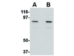 NUP107 Antibody in Western Blot (WB)