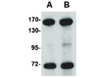 NUP160 Antibody in Western Blot (WB)