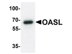 OASL Antibody in Western Blot (WB)