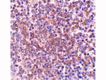 OCC-1 Polyclonal Antibody