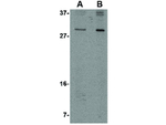 OCC-1 Antibody in Western Blot (WB)
