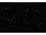 OCC-1 Polyclonal Antibody