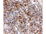 OCC-1 Antibody in Immunohistochemistry (Paraffin) (IHC (P))