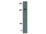OCC-1 Antibody in Western Blot (WB)