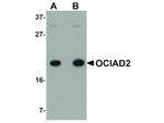 OCIAD2 Antibody in Western Blot (WB)