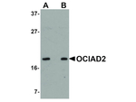 OCIAD2 Antibody in Western Blot (WB)
