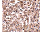 OCLN Antibody in Immunohistochemistry (Paraffin) (IHC (P))