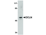 OCLN Antibody in Western Blot (WB)