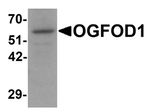 OGFOD1 Antibody in Western Blot (WB)