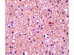 op18 Antibody in Immunohistochemistry (Paraffin) (IHC (P))