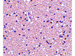 op18 Antibody in Immunohistochemistry (Paraffin) (IHC (P))
