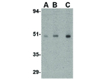 ORAI1 Antibody in Western Blot (WB)