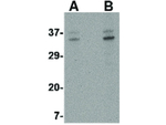 ORAI3 Antibody in Western Blot (WB)