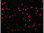 OTUD4 Antibody in Immunocytochemistry (ICC/IF)