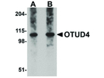 OTUD4 Antibody in Western Blot (WB)