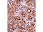 OTUD5 Antibody in Immunohistochemistry (Paraffin) (IHC (P))
