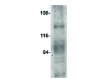 OVGP1 Antibody in Western Blot (WB)