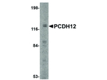 PCDH12 Antibody in Western Blot (WB)