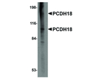 PCDH18 Antibody in Western Blot (WB)