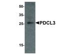 PDCL3 Antibody in Western Blot (WB)