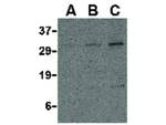 PDL2 Antibody in Western Blot (WB)