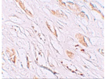 PEAR1 Antibody in Immunohistochemistry (Paraffin) (IHC (P))