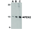 PEN2 Antibody in Western Blot (WB)
