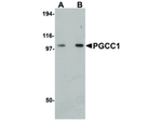 PGCC1 Polyclonal Antibody