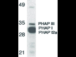 PHAP Antibody in Western Blot (WB)