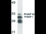 PHAP Antibody in Western Blot (WB)
