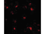PHAP I Antibody in Immunocytochemistry (ICC/IF)