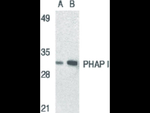 PHAP I Antibody in Western Blot (WB)