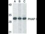 PHAP I Antibody in Western Blot (WB)