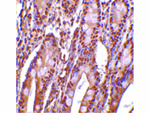 PHAP III Antibody in Immunohistochemistry (Paraffin) (IHC (P))