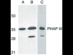 PHAP III Antibody in Western Blot (WB)