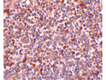PIG-Y Antibody in Immunohistochemistry (Paraffin) (IHC (P))