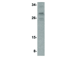 PIG-Y Antibody in Western Blot (WB)