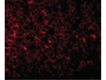 PIG-Y Polyclonal Antibody