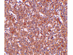 PIG-Y Antibody in Immunohistochemistry (Paraffin) (IHC (P))