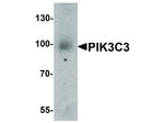 PIK3C3 Polyclonal Antibody
