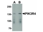 PIK3R4 Antibody in Western Blot (WB)